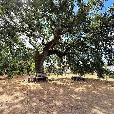 Quercus Lounge Ancião
